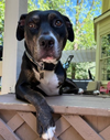 adoptable Dog in  named Barkley