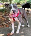 adoptable Dog in  named Sylvan