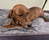 adoptable Dog in  named Snooks
