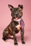 adoptable Dog in  named Everything Bagel