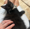 adoptable Cat in , GA named Sonny and Cher