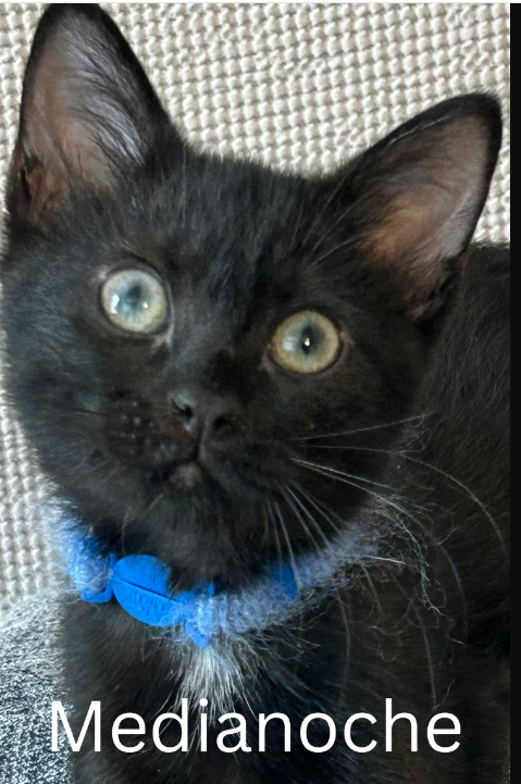 adoptable Cat in Decatur, GA named Medianoche