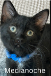 adoptable Cat in  named Medianoche