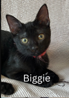 adoptable Cat in  named Biggie
