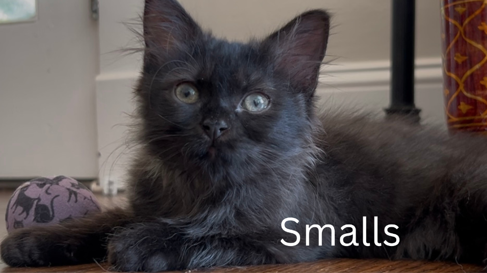 adoptable Cat in Decatur, GA named Smalls