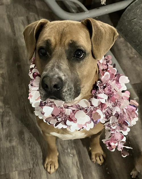 Jolly Boy, an adoptable Black Mouth Cur in Atlanta, GA