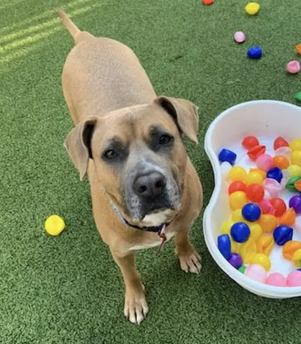 Jolly Boy - Black Mouth Cur