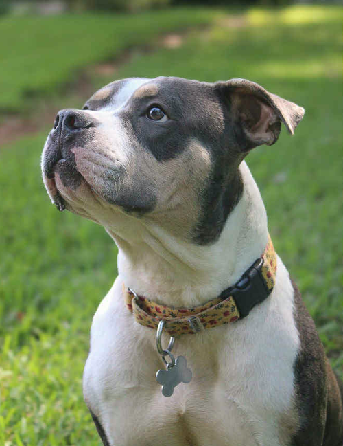 Bertie, an adoptable American Bulldog in Atlanta, GA