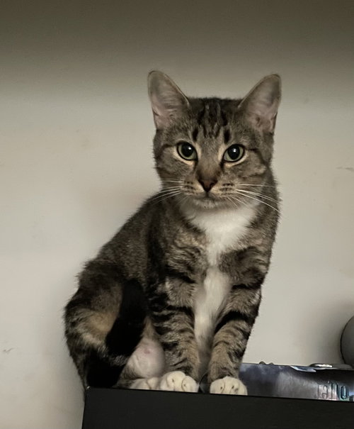 Marnie, Young Tabby / Mixed (short coat), cat for adoption in Marietta, Georgia