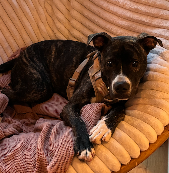 Finn. Needs Foster of Adopter