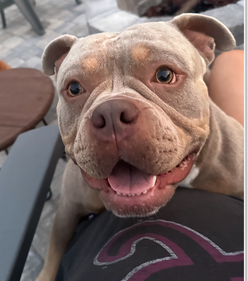 Legend, an adoptable American Bulldog in Atlanta, GA