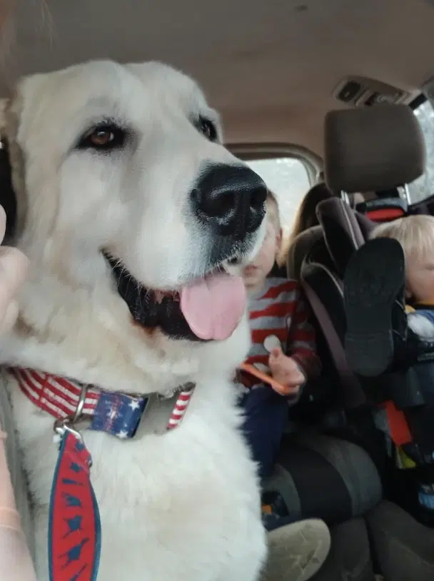 Thor - Great Pyrenees