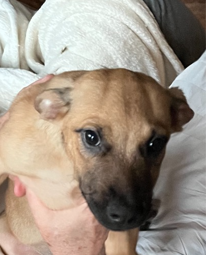 Lena