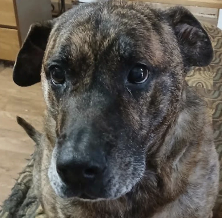 Lola Urgent Foster Needed Too