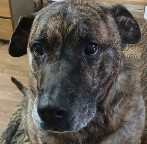 Lola, an adoptable Plott Hound in Atlanta, GA