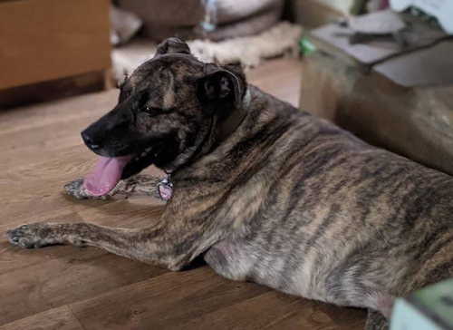 Lola *URGENT FOSTER NEEDED TOO photo 2