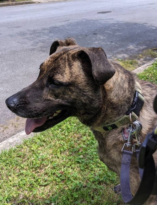 Lola *URGENT FOSTER NEEDED TOO photo 3