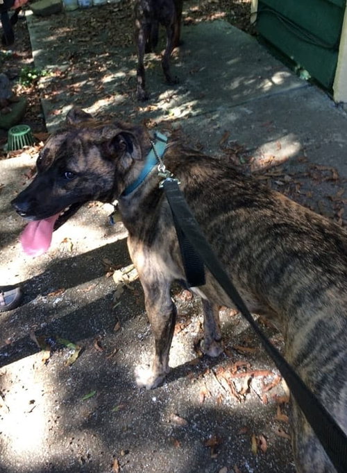 Lola *URGENT FOSTER NEEDED TOO photo 4