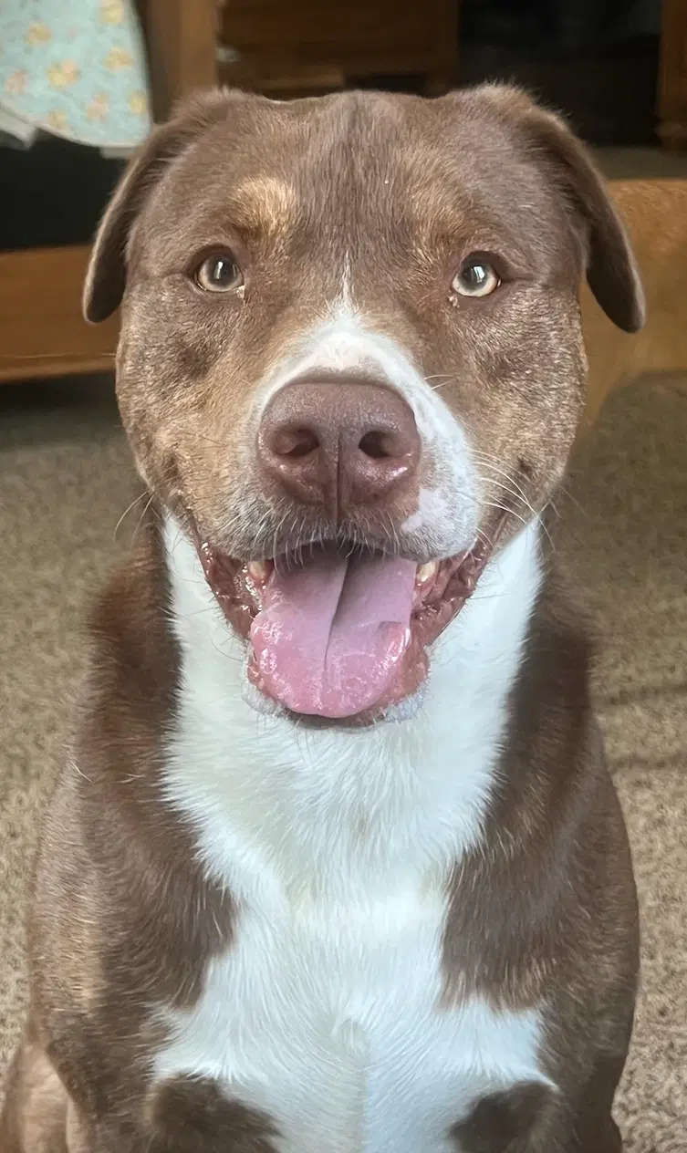 Mo - Chesapeake Bay Retriever