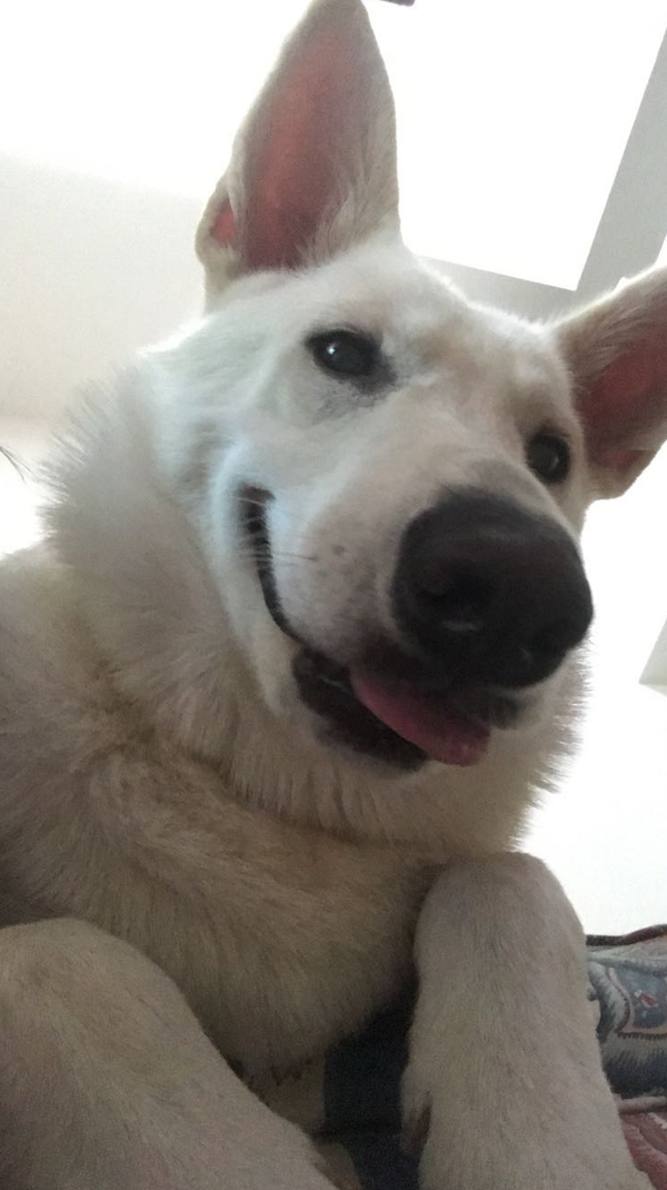 Bolt