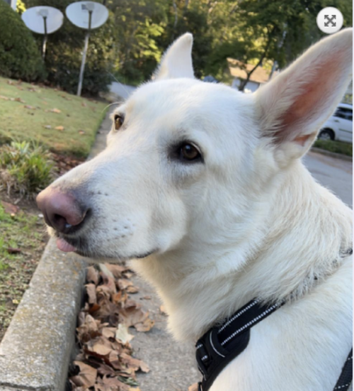 Bolt, an adoptable White German Shepherd in Atlanta, GA