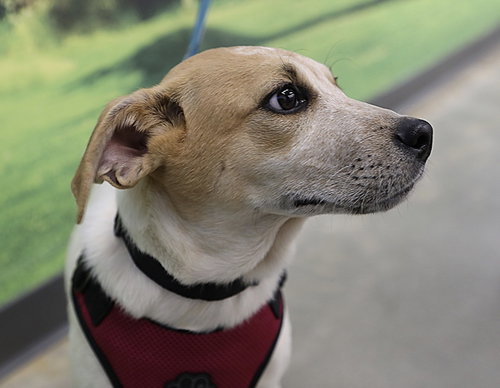 Magnum. Urgently needs Foster or Adopter photo 6