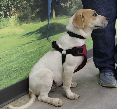 Magnum. Urgently needs Foster or Adopter photo 7