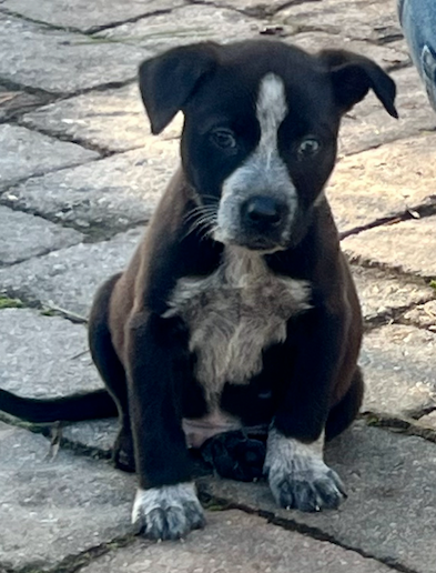 Pepper