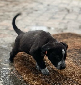 Pepper