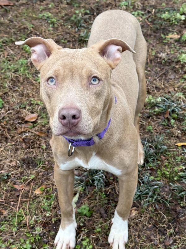 Roo