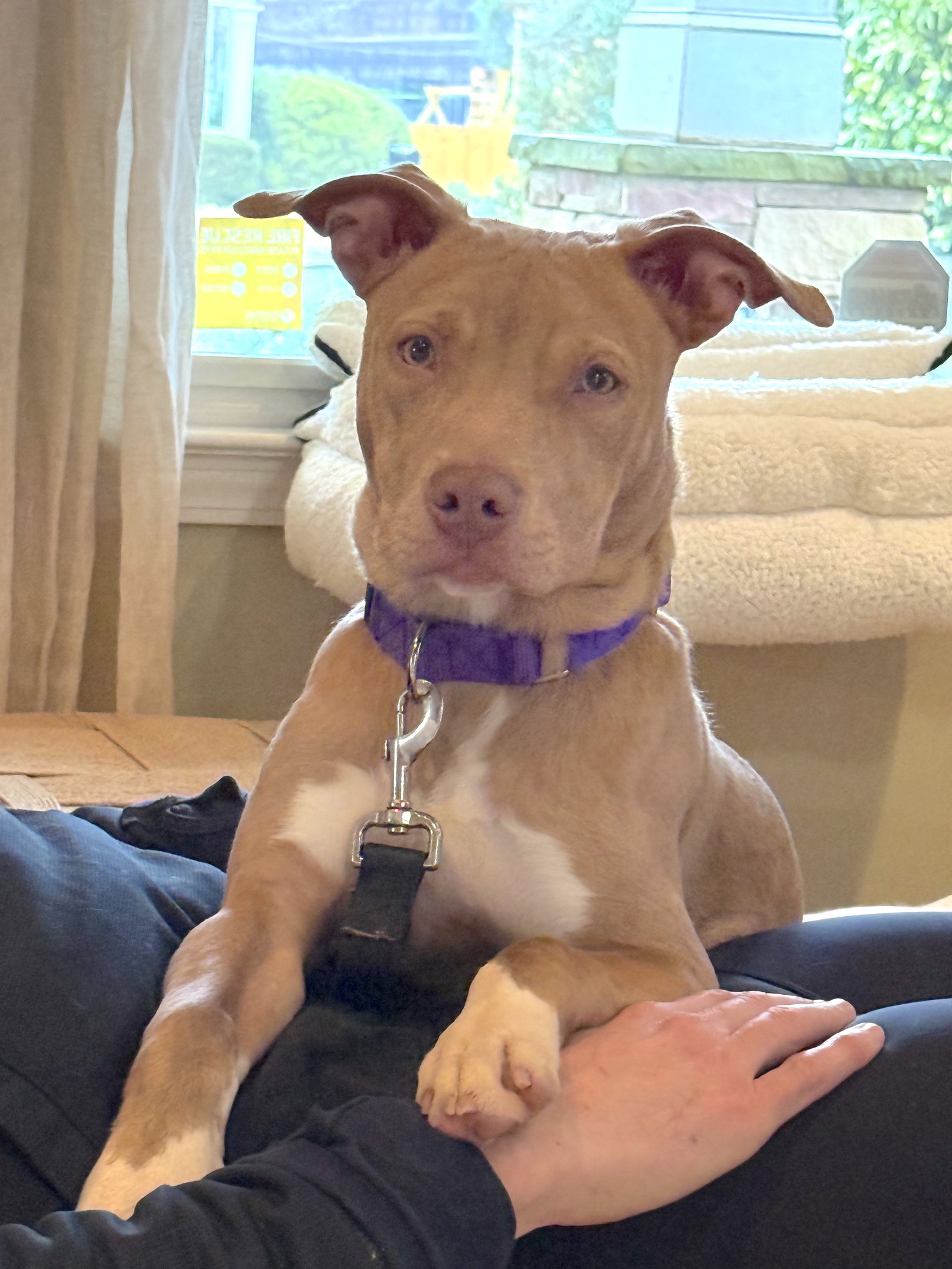 Roo
