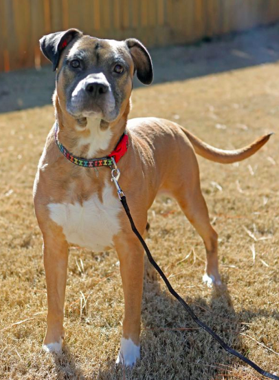 Otis. Needs foster or adopter, an adoptable Boxer in Atlanta, GA