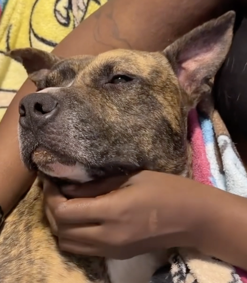 Chance, an adoptable American Staffordshire Terrier in Atlanta, GA