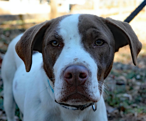 Butch, an adoptable German Shorthaired Pointer in Atlanta, GA