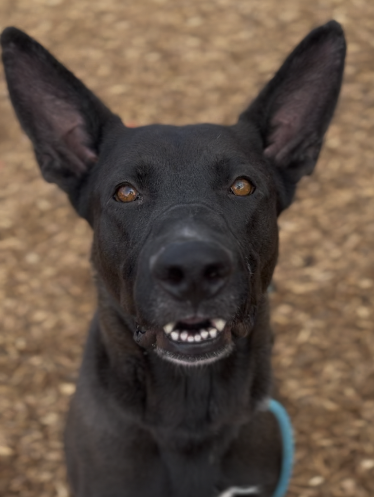 Cleveland *URGENT FOSTER NEEDED TOO!