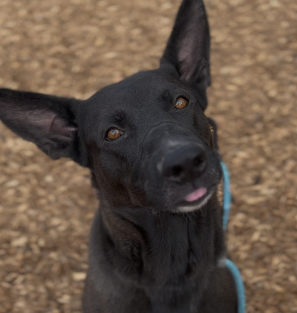 Cleveland *URGENT FOSTER NEEDED TOO!