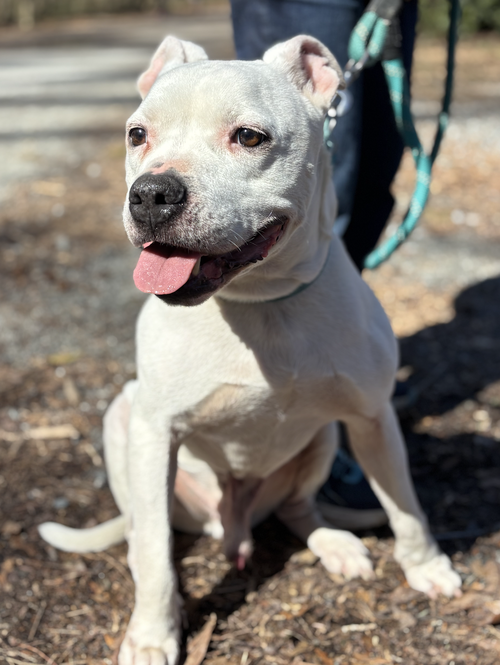 Vanilla, an adoptable Terrier in Atlanta, GA