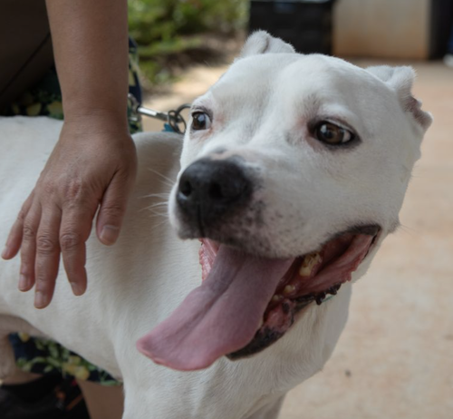 Vanilla photo 1