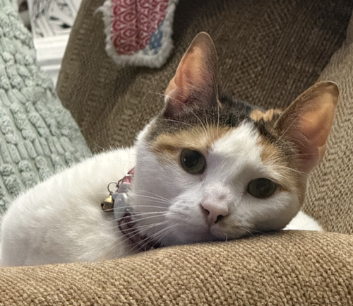 Josephine, Adult Calico / Mixed, cat for adoption in Marietta, Georgia