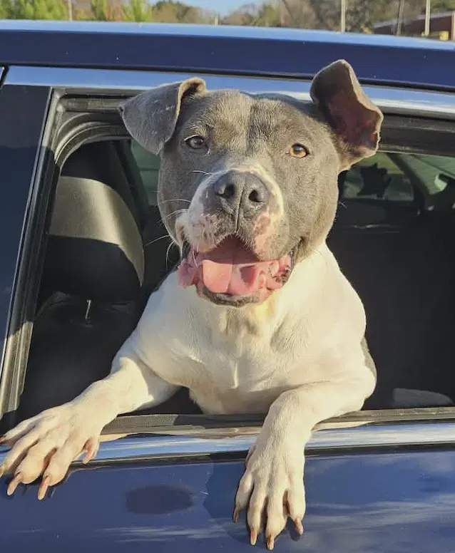 Renita - Terrier