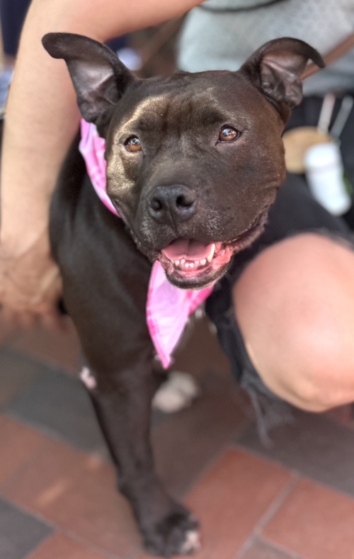 Koko Urgently needs Foster or Adopter, an adoptable American Bulldog in Atlanta, GA
