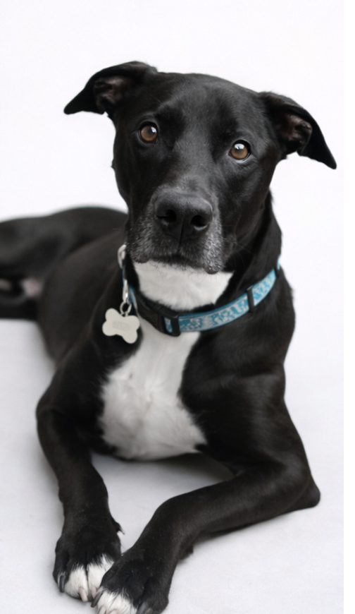 Max Urgently needs Adopter or Foster