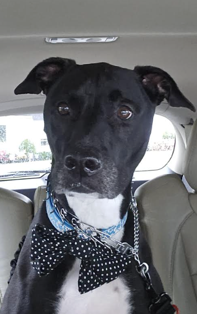 Max Urgently needs Adopter or Foster
