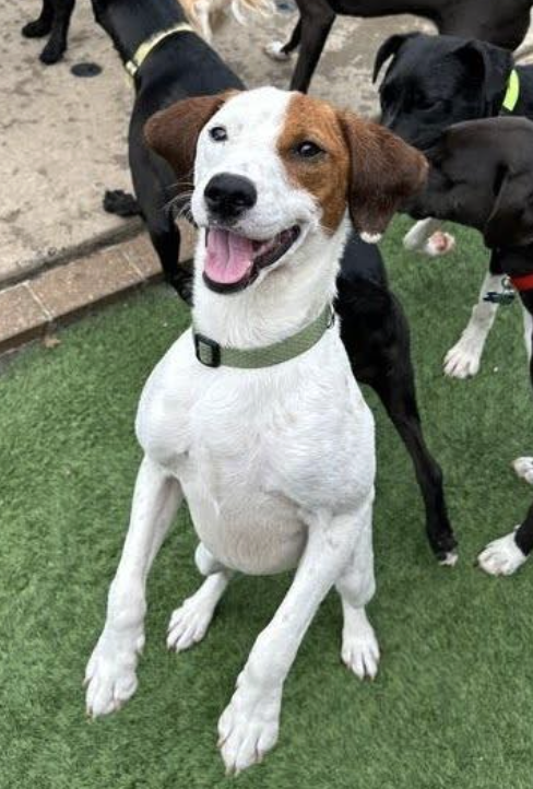 Kenny B, an adoptable Springer Spaniel in Atlanta, GA