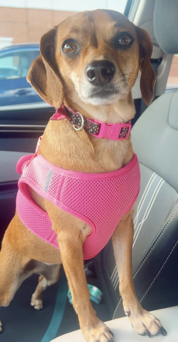 Lulu