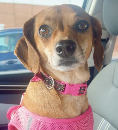 Lulu, an adoptable Chihuahua in Atlanta, GA