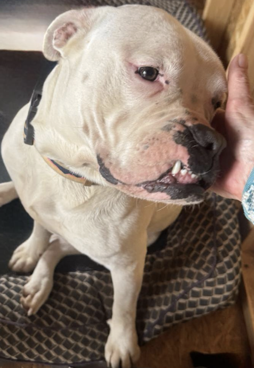 Leo, an adoptable American Bulldog in Atlanta, GA