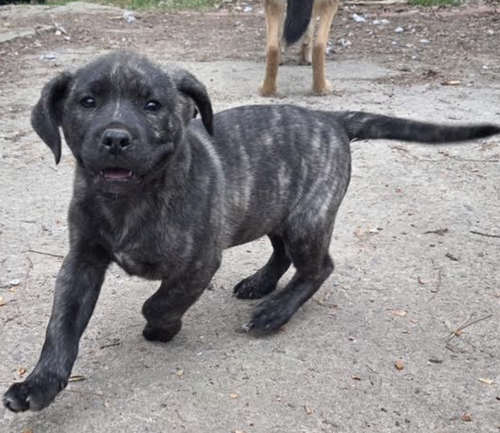 Zeus, an adoptable Cane Corso Mastiff in Atlanta, GA