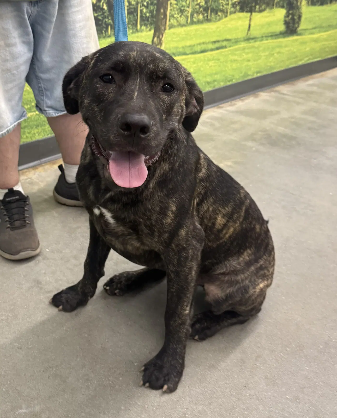 Zeus - Cane Corso Mastiff