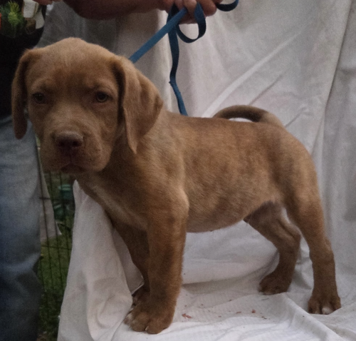 Apollo, an adoptable Unknown breed in Atlanta, GA